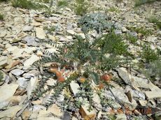 Astragalus-utriger_плоды